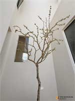 บ้านเอมิ (Ami House)